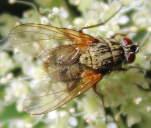 Phaonia angelicae